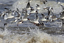 Mediterranean (Larus melanocephalus), Black-headed (Chroicocephalus ridibundus) Common Gulls (Larus canus) in flight over near the shore, Norfolk, UK, March