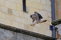 Peregrine (Falco peregrinus peregrinus) landing on a roof at Norwich Cathedral, June 2013