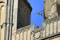 Peregrine (Falco peregrinus peregrinus) flying toward juvenile with prey, Norwich Cathedral, Norfolk, June 2013