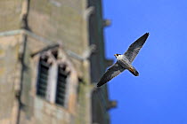 Peregrine (Falco peregrinus peregrinus) in flight by Norwich Cathedral, Norfolk, June 2013