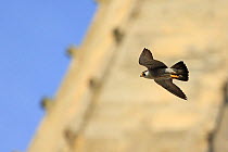 Peregrine (Falco peregrinus peregrinus) in flight by Norwich Cathedral, Norfolk, June 2013