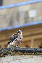 Peregrine (Falco peregrinus peregrinus) chick on roof, Norwich Cathedral, Norfolk, June 2013