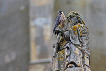 Peregrine (Falco peregrinus peregrinus) on statue at Norwich Cathedral, Norfolk, June 2013
