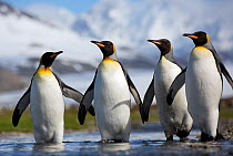 King penguin (Aptenodytes patagonicus) South Georgia Island, Antarctica