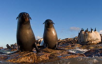 Cape fur seals (Arctocephalus pussilus) Seal Island, False Bay, Cape Town, South Africa.