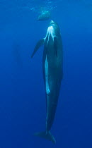 Short Finned Pilot whale (Globicephala macrorhynchus) swimming straight upwards, Cape Point, South Africa.