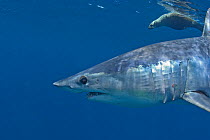 Mako Shark (Isurus oxyrinchus) and Cape fur seal (Arctocephalus pussilus) profile, Cape Point, South Africa.