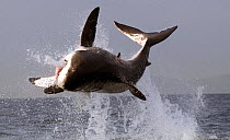 Great white shark (Carcharodon carcharias) breaching on seal decoy, Seal Island, False Bay, South Africa.