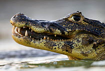 Spectacled caiman (Caiman crocodilus) feeding on fish, Pantanal, Brazil.