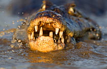 Spectacled caiman (Caiman crocodilus) feeding on fish, Pantanal, Brazil.