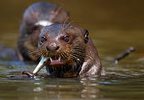 Giant river otter (Pteronura brasiliensis) feeding on fish, Cuiaba river, Brazil. Endangered species.