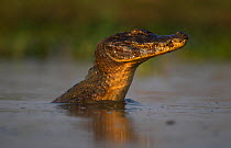Spectacled caiman (Caiman crocodilus) in dominance display, Pantanal, Brazil.