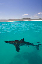 Great white shark (Carcharodon carcharias) cruising on the surface, Dyer Island, Gansbaai, South Africa