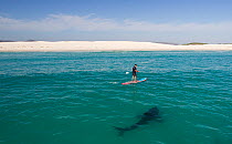 Great white shark (Carcharodon carcharias) cruising on the surface with paddleboarder nearby, Gansbaai, South Africa