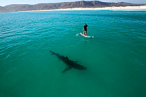 Great white shark (Carcharodon carcharias) cruising on the surface with paddleboarder nearby, Gansbaai, South Africa