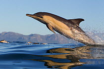 Common dolphin (Dephinus delphis) porpoising, False Bay, Cape Town, South Africa.