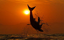 Great white shark (Carcharodon carcharias) breaching on seal decoy at sunrise, Seal Island, False Bay South Africa.