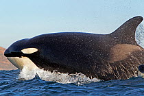 Orca (Orcinus orca) near at surface whilst hunting dolphin, False Bay, South Africa.