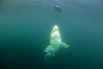 Great white shark (Carcharodon carcharias) investigating seal decoy, Seal Island, False Bay, South Africa.