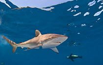 Silky shark (Carcharhinus falciformes) and Cape fur seal (Arctocephalus pussilus) Cape Point, South Africa.