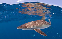 Silky shark (Carcharhinus falciformis) Cape Point, South Africa.