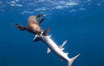 Cape fur seal (Arctocephalus pussilus) feeding on Blue shark (Prionace glauca) which it caught and killed Cape Point, Cape Town, South Africa.