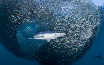 Blue Shark (Prionace glauca) feeding on Anchovy (Engraulis encrasicolus) bait ball, Cape Point, South Africa.