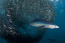 Blue Shark (Prionace glauca) feeding on Anchovy (Engraulis encrasicolus) bait ball, Cape Point, South Africa.