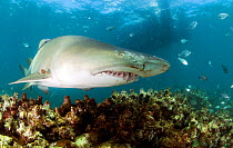 Ragged tooth shark (Carcharias taurus) De Hoop, South Africa.