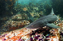 Spotted Gulley shark (Triakis megalopterus) Cape Point, South Africa.
