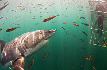 Great white shark (Carcharodon carcharias) investigating cage diver, Seal Island, False Bay, South Africa.