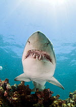 Ragged tooth shark (Carcharias taurus) showing teeth, De Hoop, South Africa.