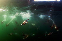 African penguins (spheniscus demersus) swimming underwater, False Bay, Cape Town, South Africa.