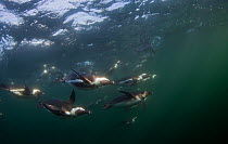 African penguins (Spheniscus demersus) diving underwater, False Bay, Cape Town, South Africa.