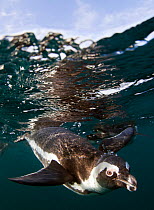 African penguin (Spheniscus demersus) diving underwater, False Bay, Cape Town, South Africa.