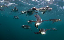 African penguins (Spheniscus demersus) hunting underwater, False Bay, Cape Town, South Africa.