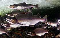 Pink Salmon (Oncorhynchus gorbuscha) migrating in small shallow river, Prince William Sound, Alaska, USA.
