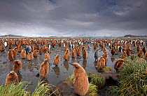 King penguin chicks (Aptenodytes patagonicus) South Georgia Island, Antarctica