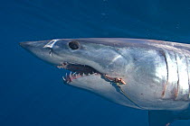 Mako Shark (Isurus oxyrinchus) with longline hooks in mouth, Cape Point, South Africa.
