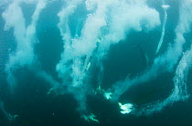 Cape Gannets (Morus capensis) diving underwater to feed on sardines, Port St Johns, Transkei, South Africa.