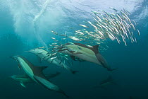 Common dolphin (Dephinus delphis) pod feeding on Sardines (Sardinops oecllata) Port St Johns, Transkei, South Africa.