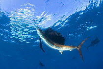 Indo Pacific Sailfish (Istiophorus platypterus) feeding on sardines, Isla Mujeres, Mexico.