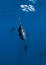 Indo Pacific Sailfish (Istiophorus platypterus) feeding on sardines, Isla Mujeres, Mexico.