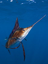 Indo Pacific Sailfish (Istiophorus platypterus), Isla Mujeres, Mexico.