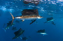 Indo Pacific Sailfish (Istiophorus platypterus) groups feeding on sardines, Isla Mujeres, Mexico.