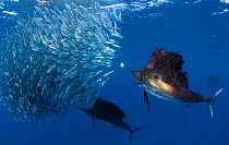 Indo Pacific Sailfish (Istiophorus platypterus) group feeding on sardines, Isla Mujeres, Mexico.