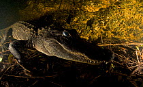 Alligator (Alligator mississippiensis) underwater portrait, Everglades NP, Florida, USA.