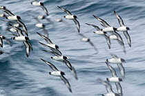 Pintado petrel (Daption capense) flock in flight, Southern Ocean.