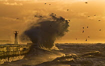 Storm blowing waves and spray over pier at Kalk Bay harbour at dawn, False Bay, Cape Town, South Africa.