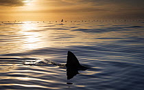 Great white shark (Carcharodon carcharias) cruising on the surface at dusk, Dyer Island, Gansbaai, South Africa